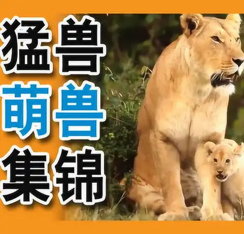 猛兽变萌兽最有趣可爱的小老虎狮子视频集锦
