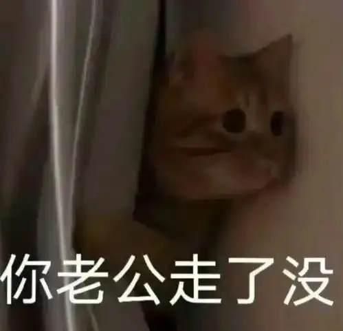 罗小黑原型小猫居然被弃养了
