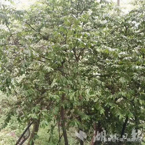 十堰这里发现大片野生骞林茶树
