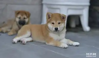 图成都柴犬价格成都柴犬图片成都哪里有卖柴犬的成都宠物狗
