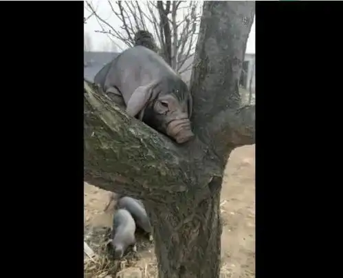 母猪已经会上树,男人的话可以相信,你们觉得对吗
