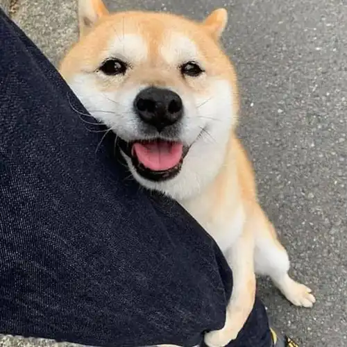 柴犬果然是表情包界的扛把子,有照片为证
