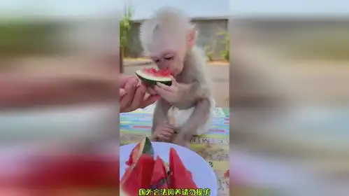 这西瓜真好吃猴子搞笑
