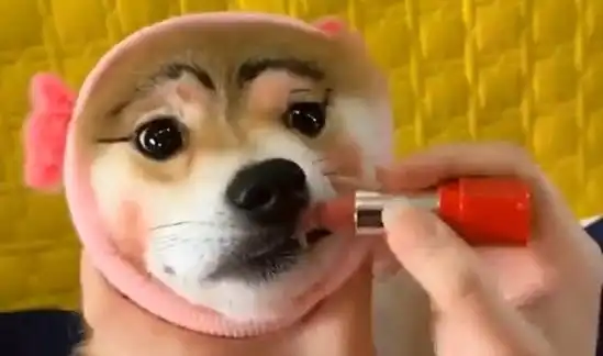 网友给柴犬化浓妆,因化妆过程有趣走红,是要带出去相亲吧
