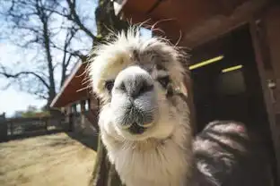 动物还能这样拍一头驴也能拍得很搞笑

