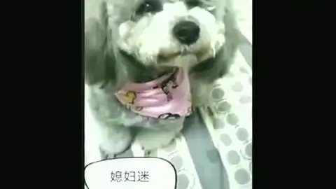 戏精狗狗与毛骨悚然怪物玩偶的爆笑互动
