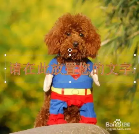 在word中给文字和图片加水印的方法
