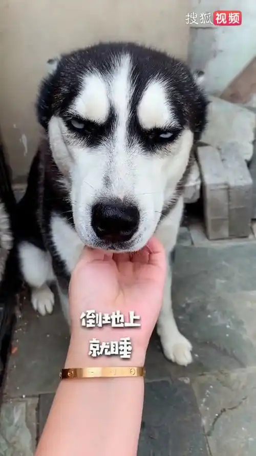 我就喜欢富贵干啥啥不会,学啥学不明白的狗样家有狗狗萌宠搞笑萌宠哈士奇二哈