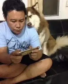 这条狗是上辈子的情人,安静的陪主人玩游戏,见面就靠过来
