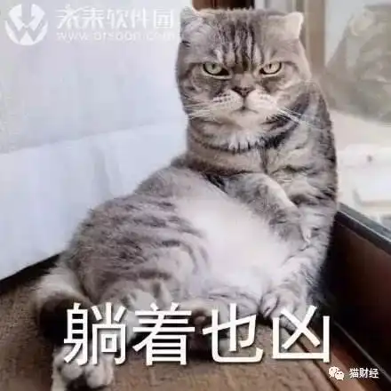 女子为养猫欠债70万这动物有毒
