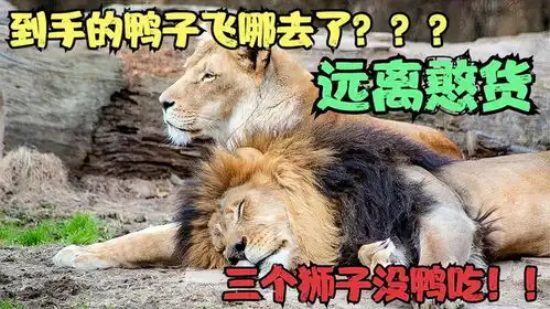 狮子捕捉鸭子,后面的反转太搞笑,都怪雄狮不要脸

