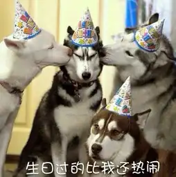 哈士奇这个二货真的好好笑
