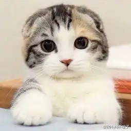 这是什么猫