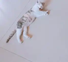 英短三花六个月母猫