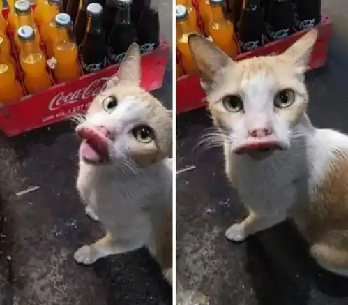 猫狗大战蜜蜂,下场超级搞笑狗狗脸肿成猪头还在笑
