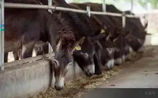阿胶只是水煮驴皮a股提价王受重挫考验国人信仰
