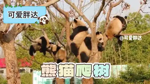 大熊猫宝宝爬树,最后一幕直接笑死个人
