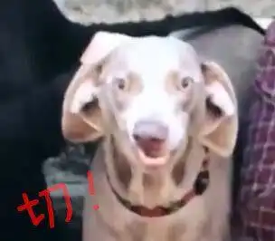 主人带狗狗拍全家福,戏精汪实力抢镜,主人看到照片笑喷了