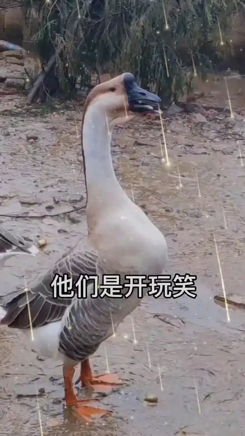 鹅在睡觉,这是什么动物啊,真是太搞笑了
