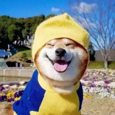精选蠢萌动物搞笑头像
