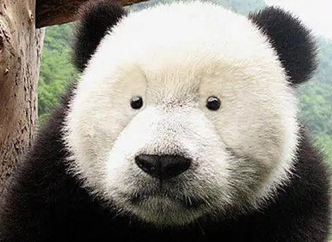 本以为把熊猫眼圈p掉够搞笑了,直到耳朵也p掉后,笑疯众网友
