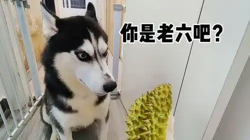 摸二哈的时候,突然用榴莲皮打他一巴掌,傻狗反应太搞笑了
