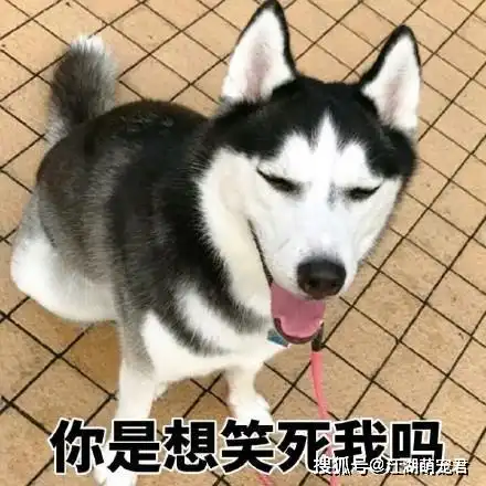 你家狗叫什么别让狗名犯这6个禁忌,听着难受叫着尴尬
