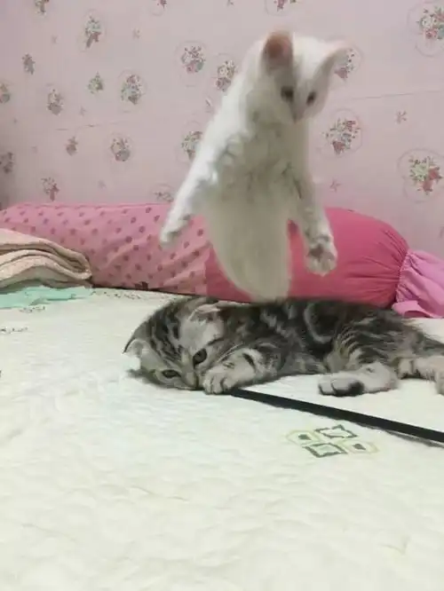 你们是猴子派来搞笑的吗爆笑囧图
