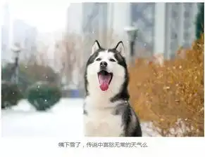 卖得了萌犯得了二,除了哈士奇还有谁
