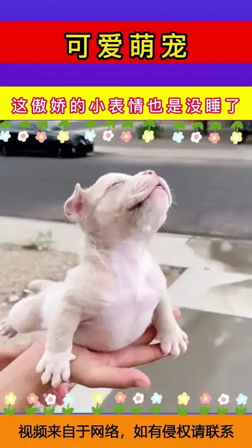 这傲娇的小表情,也是没谁了
