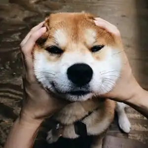狗狗头像搞笑图片搞笑狗狗头像高清图片大全
