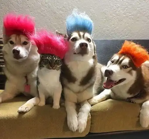 路边捡到一只小奶猫交给哈士奇抚养,既当爹又当妈温柔的不像话
