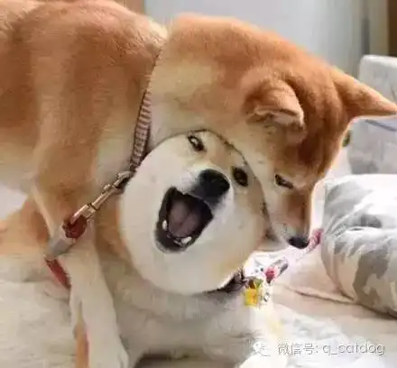 明目张胆的秀恩爱,还让不让人活了
