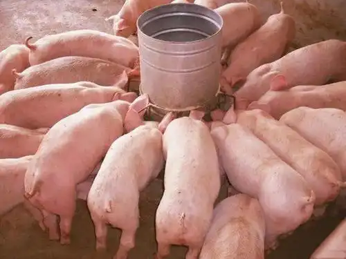 生猪价格暴跌,何时触底为何藏香猪依然坚挺
