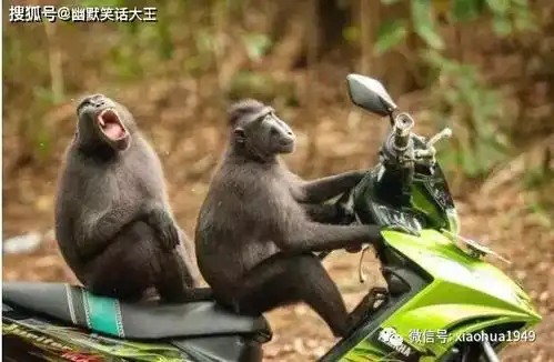 幽默笑话请问,属猴的儿子要买什么礼物给他
