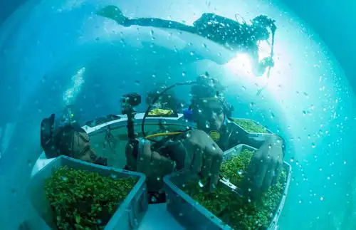 意大利打造海底农场尝试水下温室种菜组图
