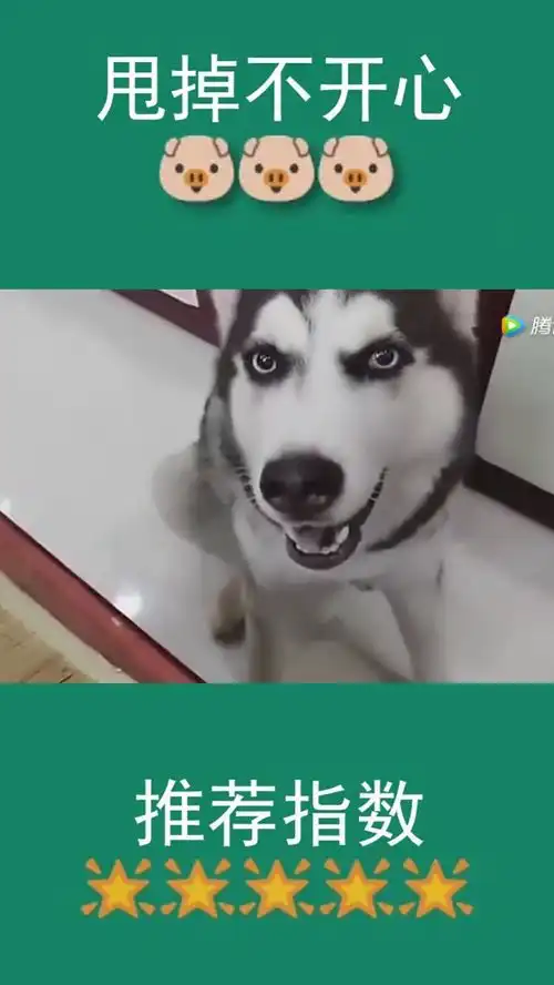 爆笑二哈有脾气了不愿睡狗窝跑到主人床前和主人谈谈
