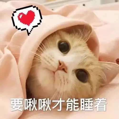 壁纸头像超可爱搞笑猫咪表情包
