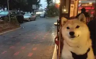 听说你想做七夕专属单身c情侣头像
