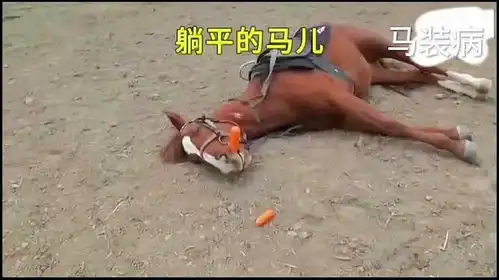 躺平的马儿世界万物皆有灵性神奇动物有趣的动物
