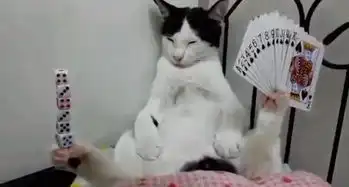 平衡感超级好的猫咪求猫咪的心理阴影

