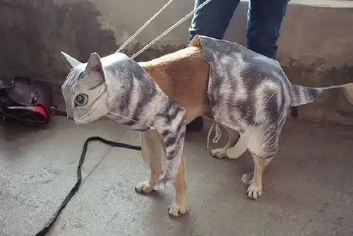 趣图笑话养了狗还想养猫,但家里只允许养一个宠物怎么办
