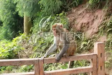猴子图片素材下载动物摄影素材下的陆地动物图片素材
