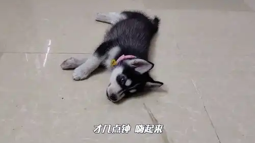 累成狗图片搞笑搞笑