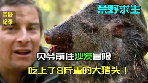 贝爷前往沙漠冒险,不仅吃上了8斤重的野猪头,还搞了一辆风车
