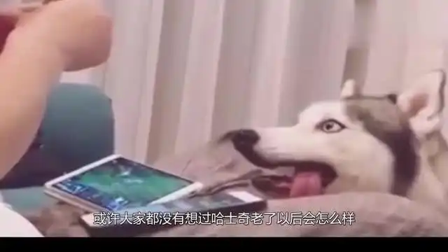 一只老掉牙的哈士奇,看着宠主吃零食,委屈的眼神让人好笑又心疼
