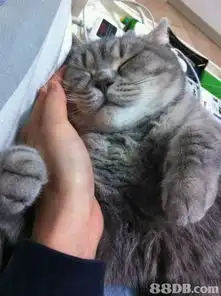 英短猫女徵英短男朋友