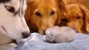 战神归来,居然发现未婚妻背猪还债.....网络上超搞笑的沙雕图片第172期
