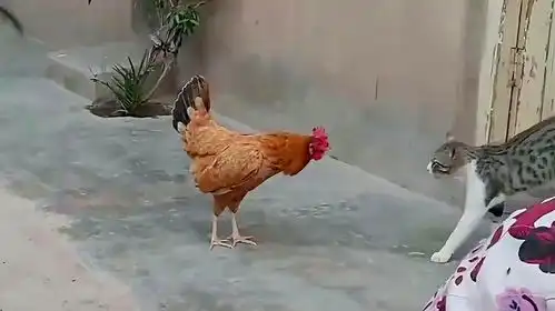 猫咪狂扇母鸡耳光,母鸡当场气炸毛,镜头记录搞笑画面
