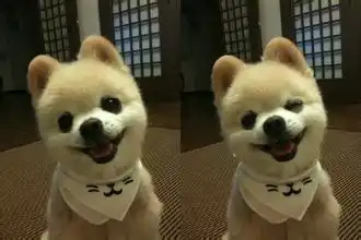 盘点十大搞笑的狗排行榜二哈金毛上榜
